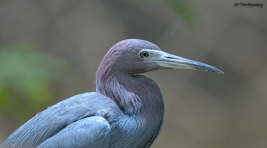 Blue Heron Portrait